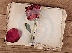 Open old book with blank pages for text and dry rose on wooden table