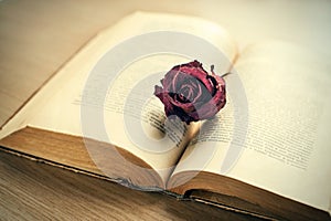 Open old book with dried maroon rose bud.