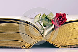 Open old book and dry rose