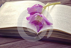 Open old book with two purple flowers
