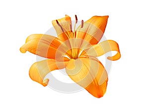 Open orange Lily flower isolated.