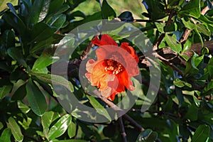 OPEN ORANGE POMEGRANATE FLOWER ON A TREE IN AN ORCHARD