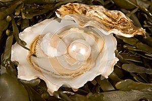 Open oyster with pearl