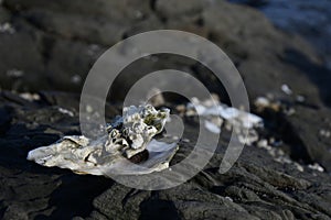 Open Oyster Shell with Barnacles