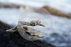 Open Oyster Shell with Barnacles