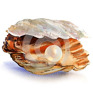 Open oyster shell with beautiful white pearl isolated, watercolor illustration