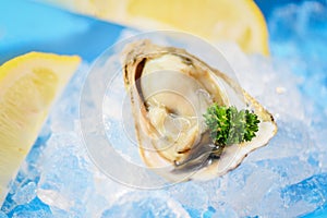 Open oyster shell with herb spices lemon parsley - Fresh oysters seafood on ice background
