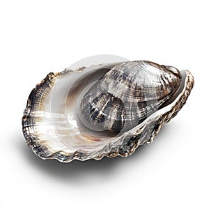 Single Fresh Oyster Shell on White Background