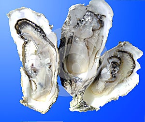 Open oysters
