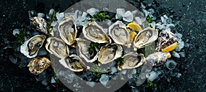 Open oysters Fines de Claire. Free space for your text. Seafood.