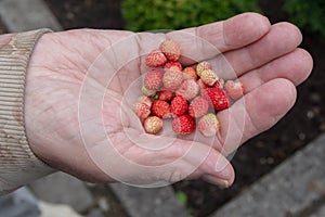 Open palm of hand of an elderly woman in beige vestments holds handful of small red and pink grainy berries of wild strawberries