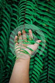 Open the palm touching green fern leaf or green leaves in the forest.Close up photo of some fern plants and leaves. Beautiful gree