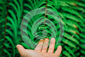 Open the palm touching green fern leaf or green leaves in the forest.Close up photo of some fern plants and leaves. Beautiful gree