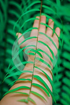 Open the palm touching green fern leaf or green leaves in the forest.Close up photo of some fern plants and leaves. Beautiful gree