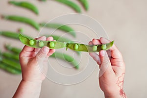 Open pea pod in child`s hand