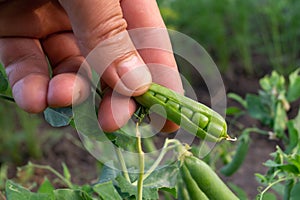 An open pea pod in a male hand. Green ripe peas on a branch in the garden. Food for vegetarians. Growing fresh green pea pods. Pea