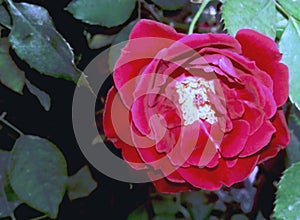 A open petals red rose with green branch and leaves in the garden shots by camera in the sunlight focus