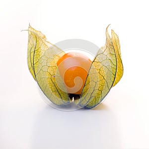 Open Physalis photo