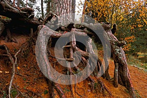 Open pine roots close up