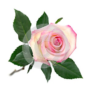 Open pink rose on white