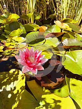 Open pink water lily flower in bloom on the surface of the pond.