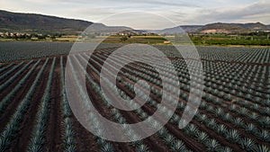 Open plan of agave harvest