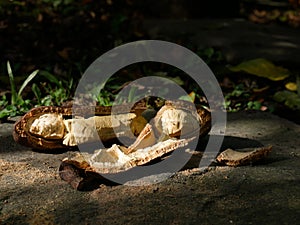 An open pod of carob tree showing the seeds and the powder used as an alternative to cocoa photo