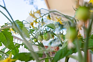 Open-pollinated Red Alert tomato plant on a balcony