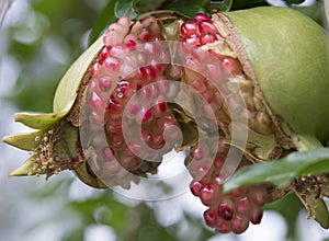 Open pomegranate