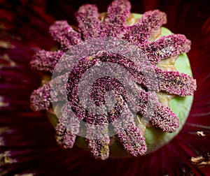 Open poppy flower