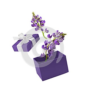 Open purple gift box and lupine flowers isolated on white background. Levitation