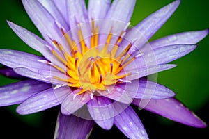 Open Purple Lotus Flower