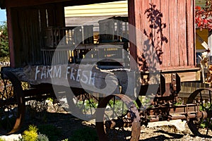 Open range farm chickens on a wagon