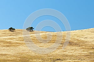 Open range grassy hillside