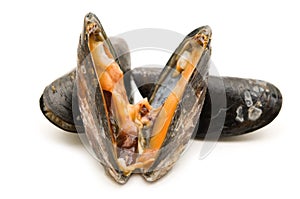 Open raw mussel