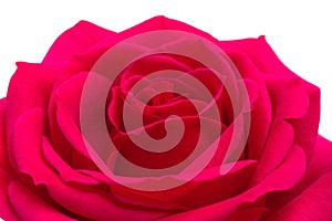 Open red rose on white