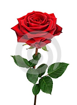 Open red rose on white