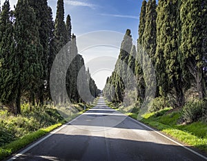 The open road, Italy. The Cypress tree avenue at Bolgheri, a hamlet of Castagneto Carducci, near Livorno. photo