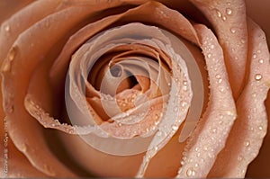 open rose bud peach fuzz color with water droplets, flower background