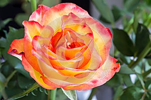 Open rose with dew droplets
