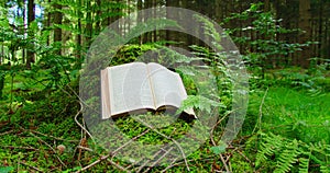 Open sacred book on a natural background. Pine forest moss floor. Rays of sunlight fall on the pages. Big old stump