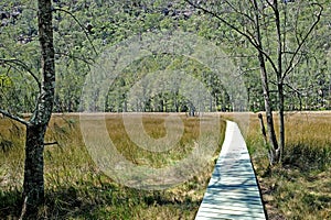 The open salt marsh with a woden path in the middle on the Benowie walking track in Ku-Ring-Gai National Park, Australia