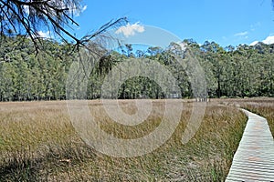 The open salt marsh with a woden path in the middle on the Benowie walking track in Ku-Ring-Gai National Park, Australia