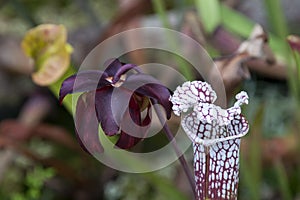 Open sarracenia purpurea or side-saddle flower in garden