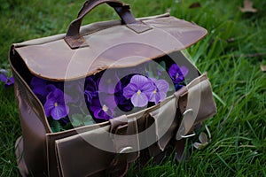 open satchel on grass, clusters of violets inside