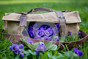 open satchel on grass, clusters of violets inside