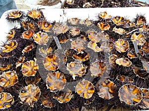 Open sea urchins. Ready for sale.