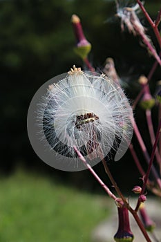 Open seed pod ready to disperse its seeds in early autumn