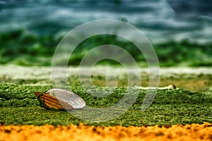 Open shell mussels oyster is on a sandy shore covered with green