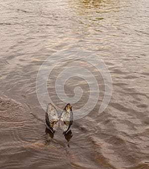 Open shell mussels of river